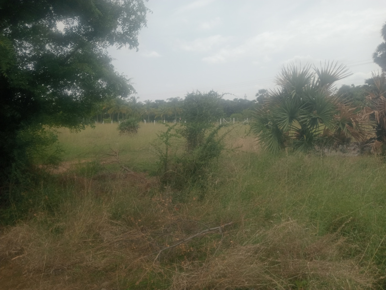  Agricultural Land 1 Acre for Sale in Uthiramerur, Kanchipuram
