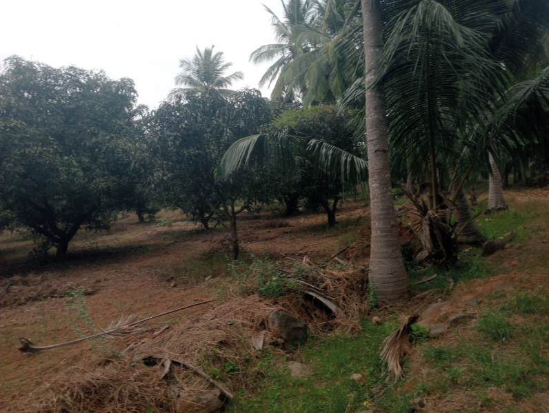 1 BHK 500 Sq.ft. Farm House for Sale in Maiyur, Chengalpattu