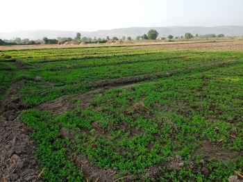  Agricultural Land for Sale in Hindoli, Bundi