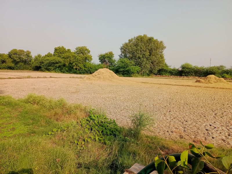  Agricultural Land 20 Bigha for Sale in Hindoli, Bundi