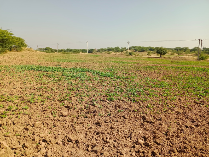  Agricultural Land 50 Bigha for Sale in Lakheri, Bundi