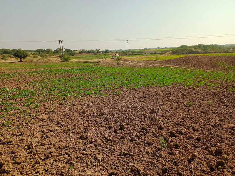  Agricultural Land 50 Bigha for Sale in Lakheri, Bundi