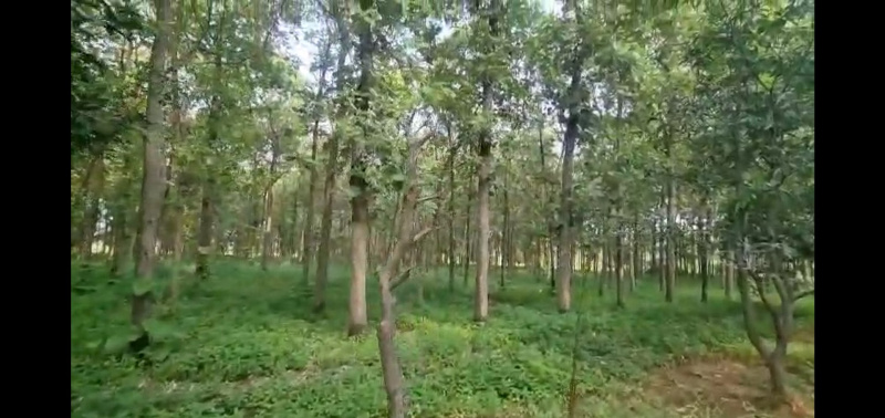  Agricultural Land 104 Bigha for Sale in Sheoganj, Sirohi