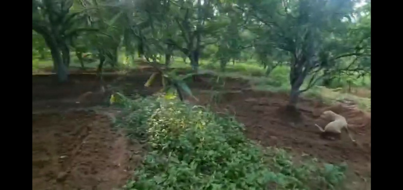  Agricultural Land 104 Bigha for Sale in Sheoganj, Sirohi