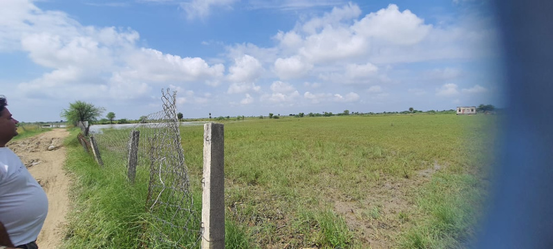  Agricultural Land 25 Bigha for Sale in Peeplu, Tonk