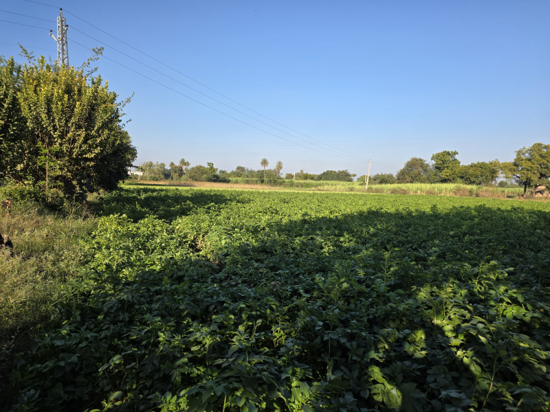  3 Bigha Agricultural/Farm Land for Sale in Hindoli, Bundi