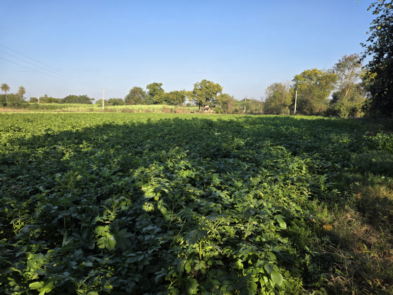  3 Bigha Agricultural/Farm Land for Sale in Hindoli, Bundi