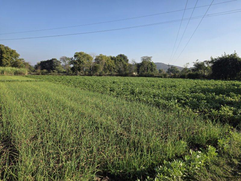  3 Bigha Agricultural/Farm Land for Sale in Hindoli, Bundi