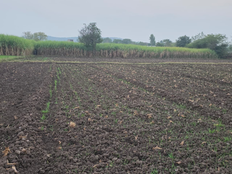  8 Bigha Agricultural/Farm Land for Sale in Hindoli, Bundi