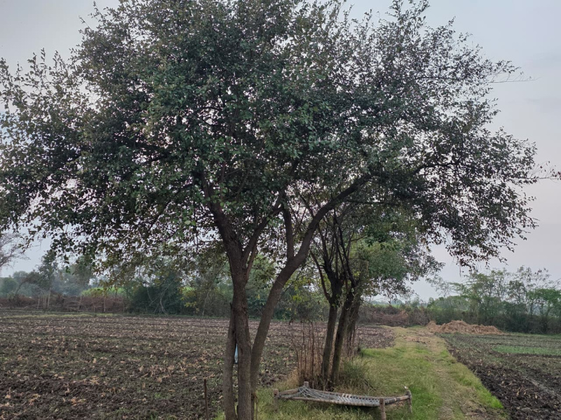  8 Bigha Agricultural/Farm Land for Sale in Hindoli, Bundi