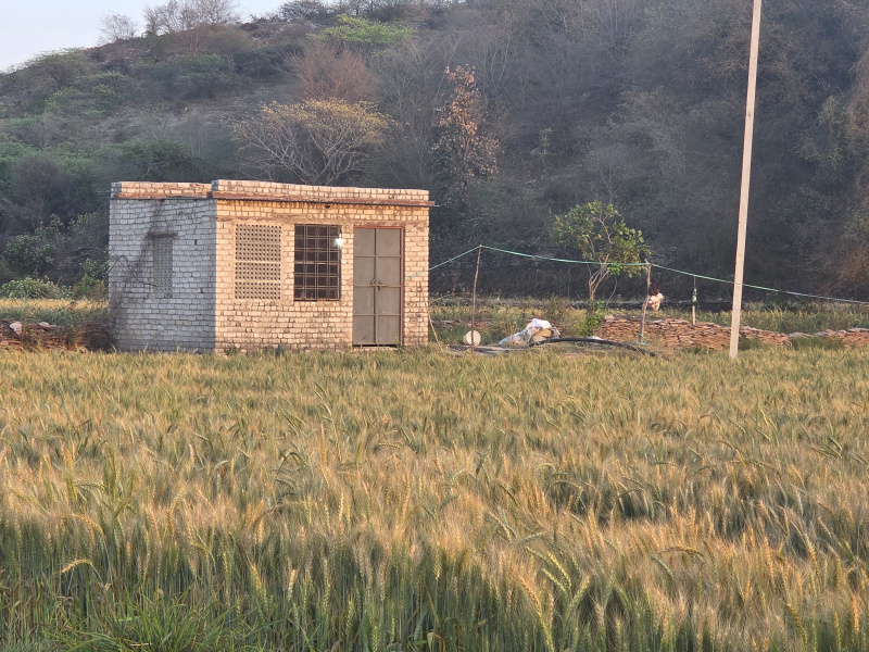  8 Bigha Agricultural/Farm Land for Sale in Hindoli, Bundi