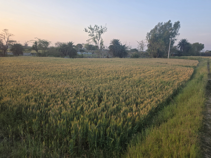  8 Bigha Agricultural/Farm Land for Sale in Hindoli, Bundi