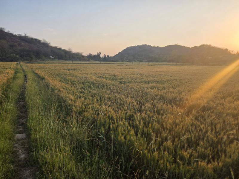  8 Bigha Agricultural/Farm Land for Sale in Hindoli, Bundi