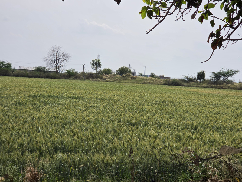  3 Hectares Agricultural/Farm Land for Sale in Hattipura, Bundi