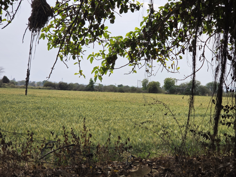  3 Hectares Agricultural/Farm Land for Sale in Hattipura, Bundi