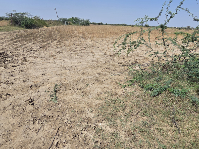  16 Bigha Agricultural/Farm Land for Sale in Deoli, Tonk