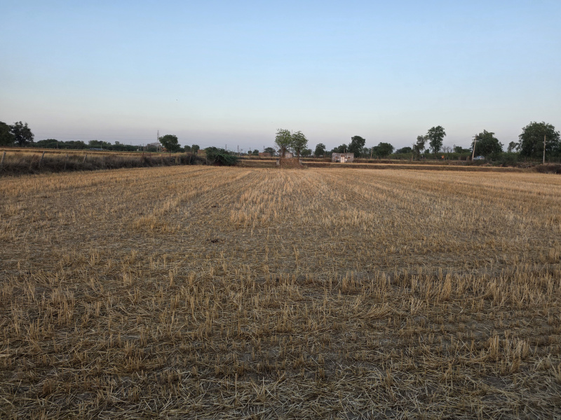  15 Bigha Agricultural/Farm Land for Sale in Barundhan, Bundi