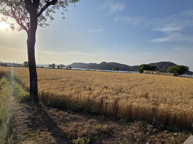  3 Bigha Agricultural/Farm Land for Sale in Hindoli, Bundi