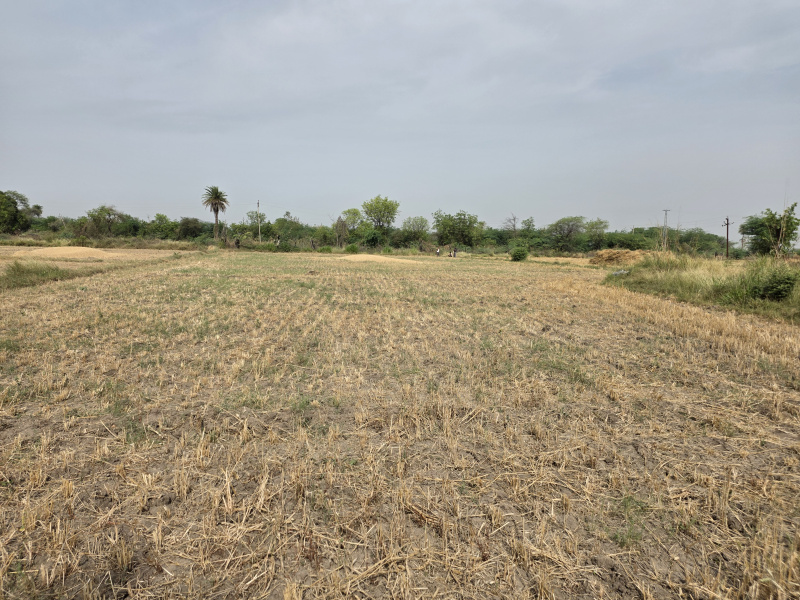 2 Bigha Agricultural/Farm Land for Sale in Hindoli, Bundi