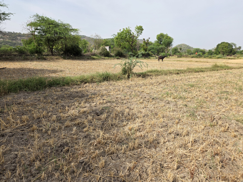  2 Bigha Agricultural/Farm Land for Sale in Hindoli, Bundi