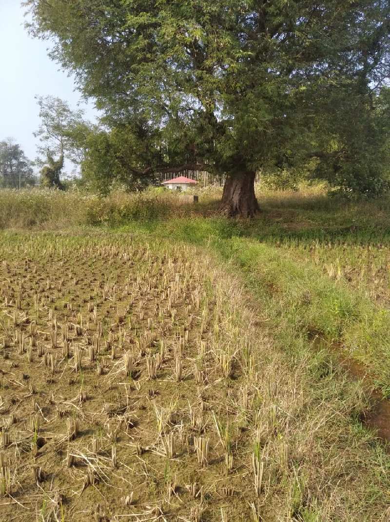 Agricultural Land 2 Acre for Sale in Shivamogga, Shimoga