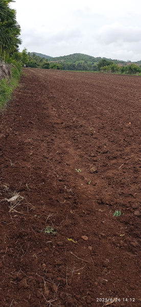  Agricultural Land 1 Acre for Sale in Holehonnur, Shimoga