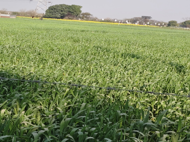 Additional image 3 of Kharar Road, Mohali