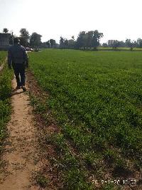  Agricultural Land for Sale in Bhusawar, Bharatpur