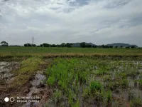  1 Acre Agricultural/Farm Land for Sale in Gollapudi, Vijayawada