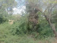  7 Acre Industrial Land for Sale in Padalam, Kanchipuram
