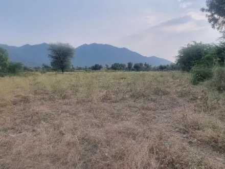  6 Bigha Agricultural/Farm Land for Sale in Desuri, Pali